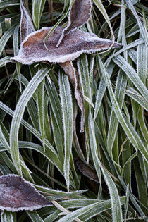 Frozen von Raffaella Lunelli