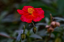 Poppy Flower by David Freeman