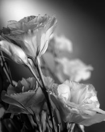 Third flower by Vito Magnanini