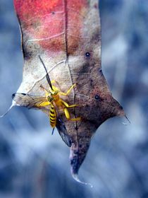 Yellow Wasp 2 von Warren Thompson