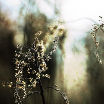 winter light #2 von Eva Stadler