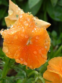 Raindrops on a Salmon Pansy by Warren Thompson