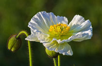 Poppy by David Freeman