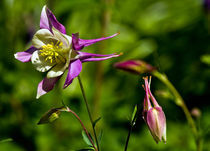 Flower by David Freeman