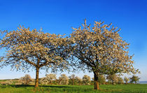 Frühling von Wolfgang Dufner