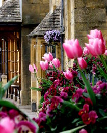 Pink Flowers on Broadway by Lainie Wrightson