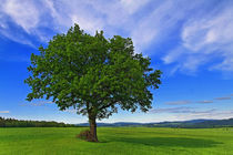 Der Baum von Wolfgang Dufner