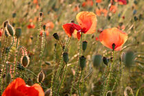 Mohn 16 von Karina Baumgart