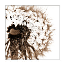 Pusteblume by Falko Follert