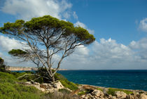 The tree and the sea von Victoria Savostianova