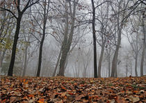Forest in Fog von Dejan Knezevic