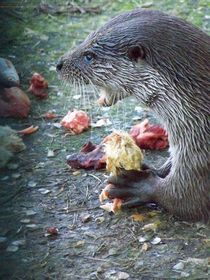 Otterfrühstück 1 von alana