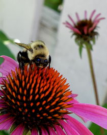 Busy as a Bee by Lainie Wrightson