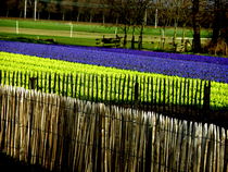 Flower Fields in Holland by Lainie Wrightson