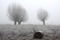Kopfweiden bei Frost und Nebel 27 von Karina Baumgart