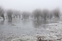 Kopfweiden bei Frost und Nebel 10 von Karina Baumgart