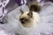 Siberian kitty on tulle by Raffaella Lunelli