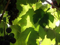 Shadow Dancing Grapes von Lainie Wrightson