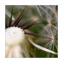 Pusteblume von Falko Follert