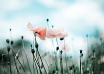 Roter Mohn von Nailia Schwarz