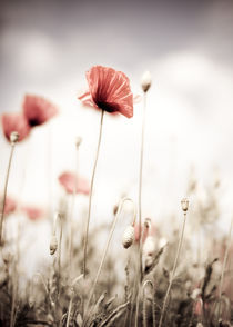 Roter Mohn von Nailia Schwarz