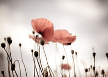 Roter Mohn von Nailia Schwarz