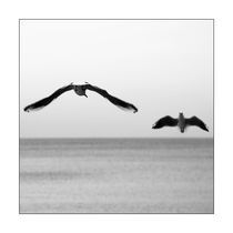 Ostsee Möwe 2 by Falko Follert