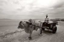 waterbuffalo - Vietnam by captainsilva