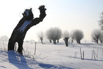 Kopfweiden im Winterkleid 03 von Karina Baumgart