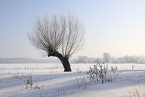 Kopfweiden im Winterkleid 01 von Karina Baumgart