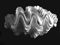 Giant Frilled Clam Seashell Tridacna squamosa von Frank Wilson