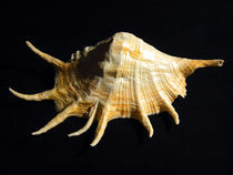 Giant Spider Conch Seashell Lambis truncata by Frank Wilson