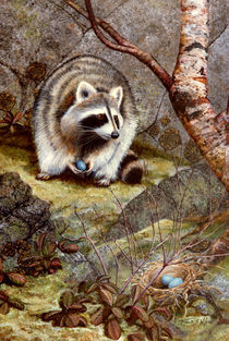 Raccoon Found Treasure von Frank Wilson