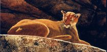 Detail of The Loner Cougar von Frank Wilson