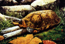 Wood Turtle von Frank Wilson