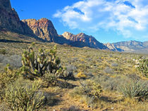 Desert Beauty by Frank Wilson