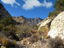 Desert Wilderness von Frank Wilson