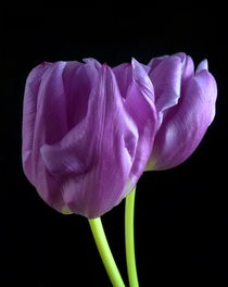 Lila Tulpen von Kerstin Runge