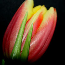 Tulpe von Christine Bässler