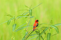 Red Bishop sitting in the grass von Johan Elzenga