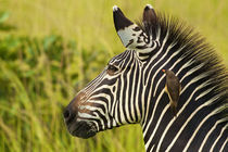 Zebra and oxpecker by Johan Elzenga