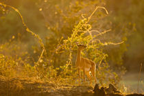 Impala in the morning light by Johan Elzenga
