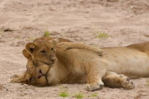 Lion cub hugs mother von Johan Elzenga