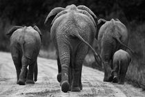 Elephants in black & white von Johan Elzenga