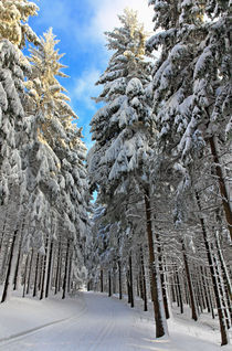 Winterwald by Wolfgang Dufner