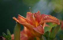 Day Lily by Robert E. Alter / Reflections of Infinity, LLC