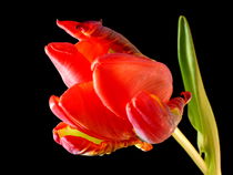 Tulpe von Kerstin Runge