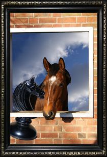 PRECIOUS HORSE by photofiction