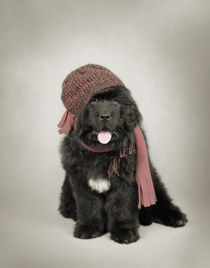 Newfoundland Dog puppy by Waldek Dabrowski