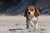 Beagle puppy on the beach by Waldek Dabrowski